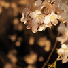 桜ライト