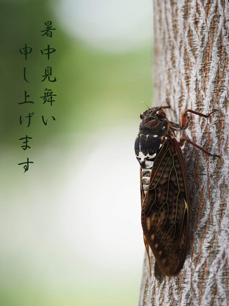 暑中見舞いはまだ間に合う