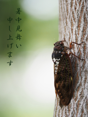 暑中見舞いはまだ間に合う