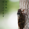 暑中見舞いはまだ間に合う
