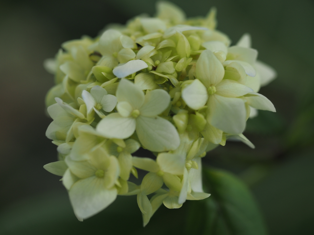 紫陽花