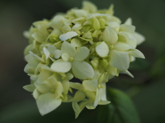 紫陽花