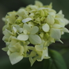 紫陽花