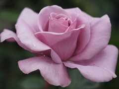 紫の薔薇の人