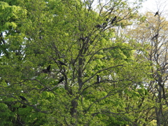 カラスのなる木