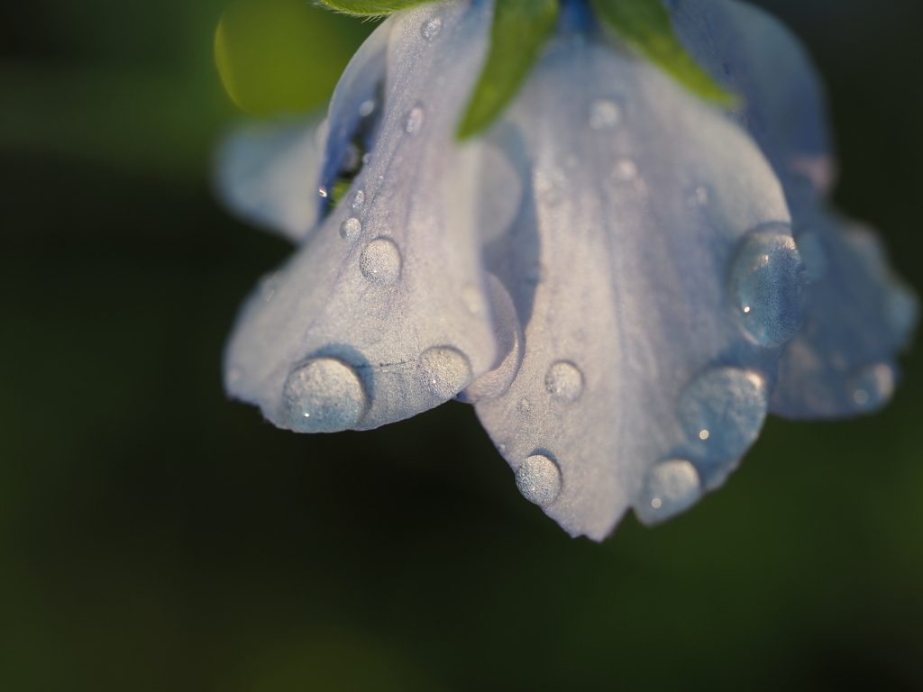 雫