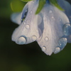 雫