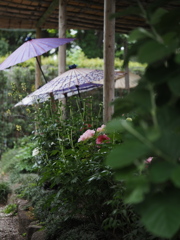 牡丹のある風景