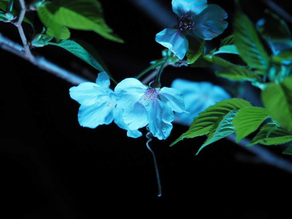 ゲーミング夜桜3