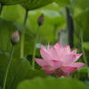 不忍池の蓮 7