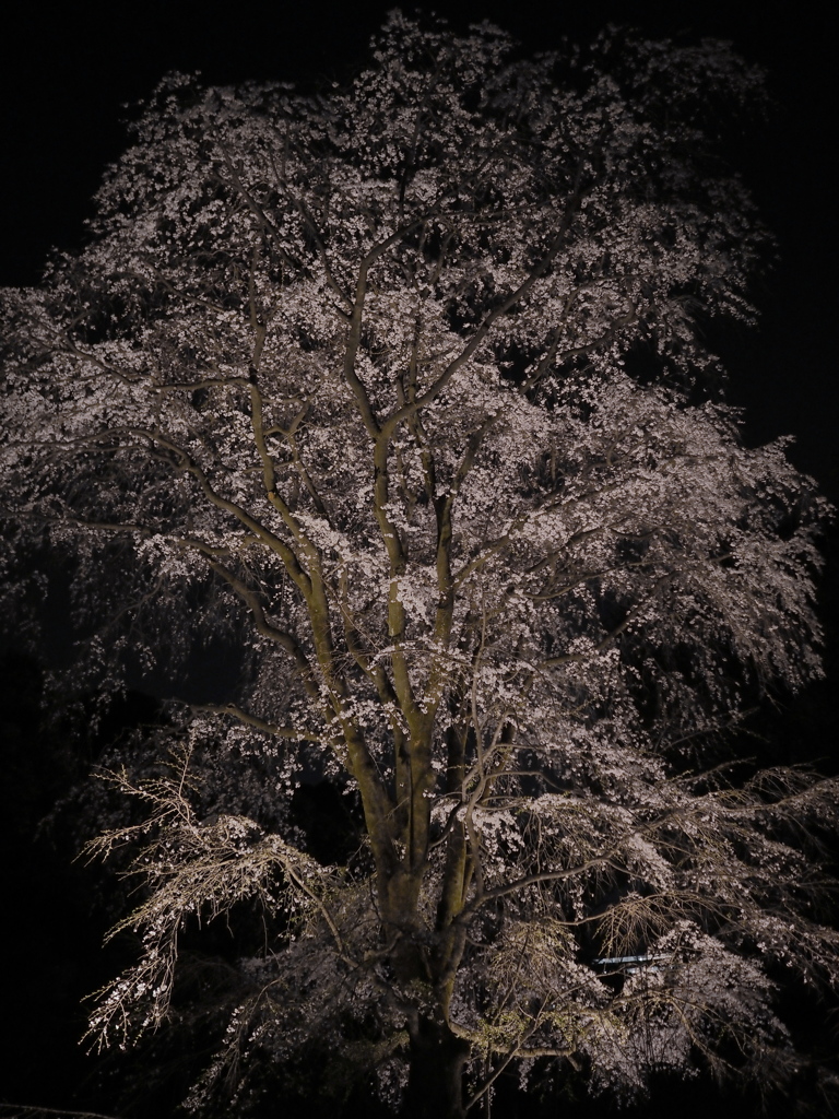 六義園の夜桜