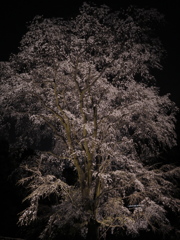 六義園の夜桜