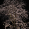 六義園の夜桜