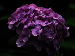 雨と紫陽花