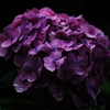 雨と紫陽花