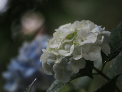 雨と紫陽花