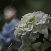 雨と紫陽花