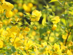 山吹