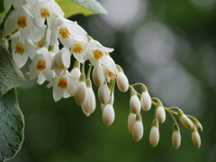 白雲木