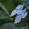 雫
