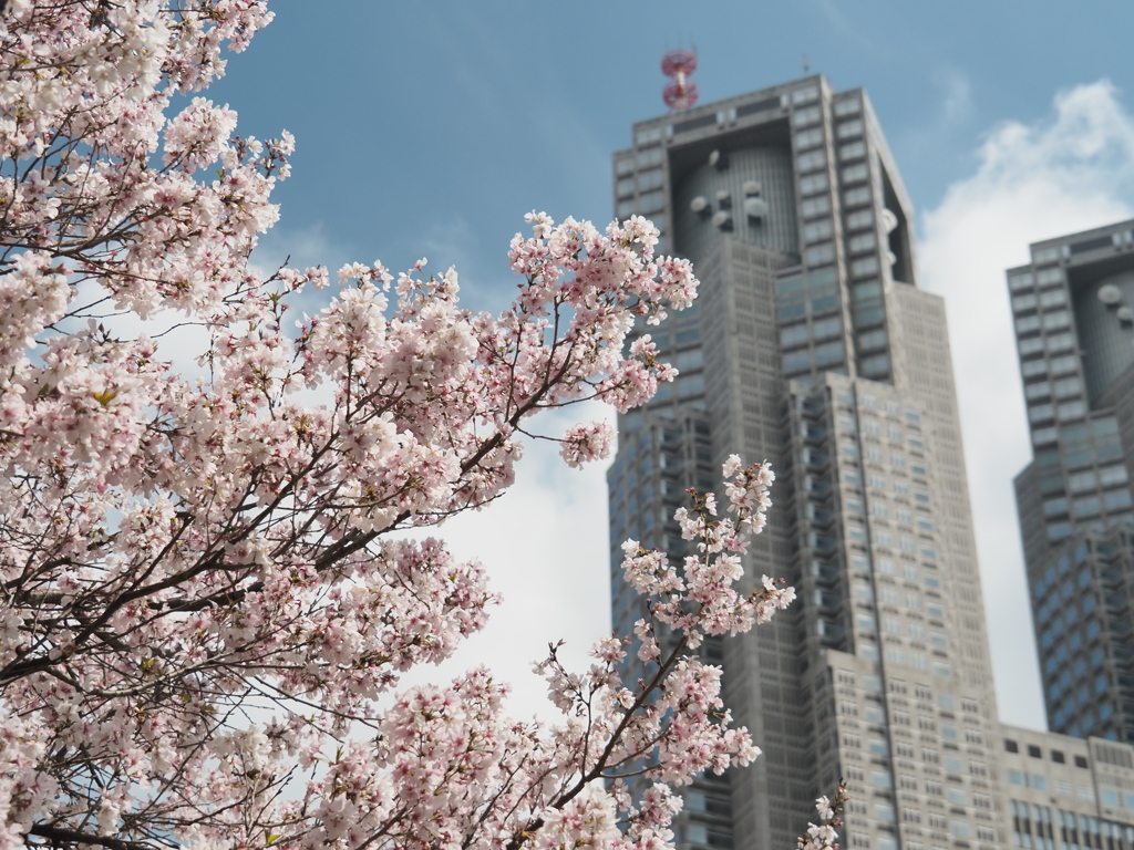 都庁と桜
