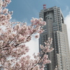 都庁と桜