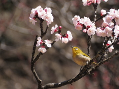 殿ヶ谷戸庭園にて