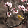 殿ヶ谷戸庭園にて