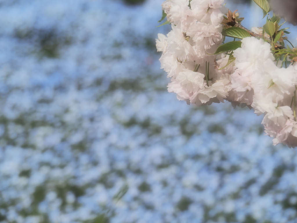 桜の背景に