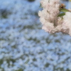 桜の背景に