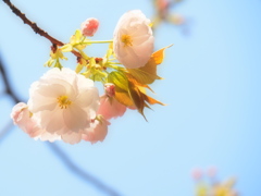 ふんわり