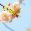 ふんわり