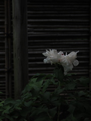牡丹　花の終わり