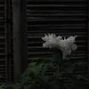 牡丹　花の終わり