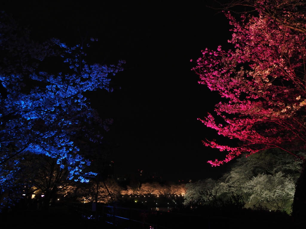 ゲーミング夜桜
