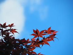春に赤いモミジ