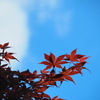 春に赤いモミジ