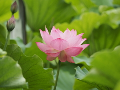 不忍池の蓮 1