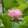 不忍池の蓮 1