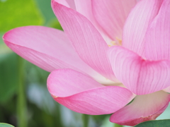青菱紅蓮