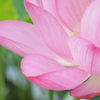 青菱紅蓮