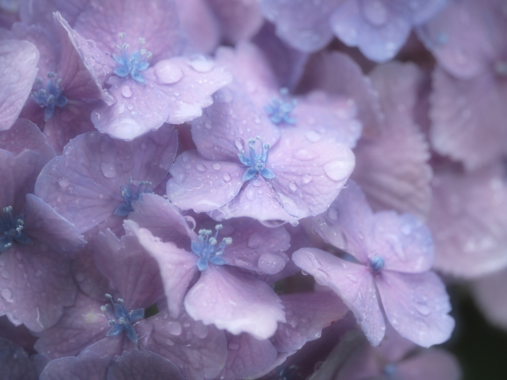 雨と紫陽花
