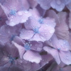 雨と紫陽花
