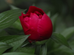 Not a rose