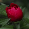 Not a rose