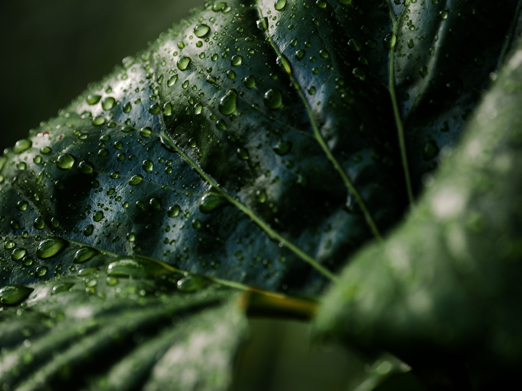 雨上がり