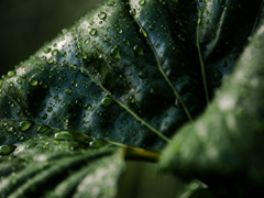 雨上がり