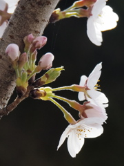桜色って何色でしょう…