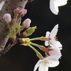 桜色って何色でしょう…