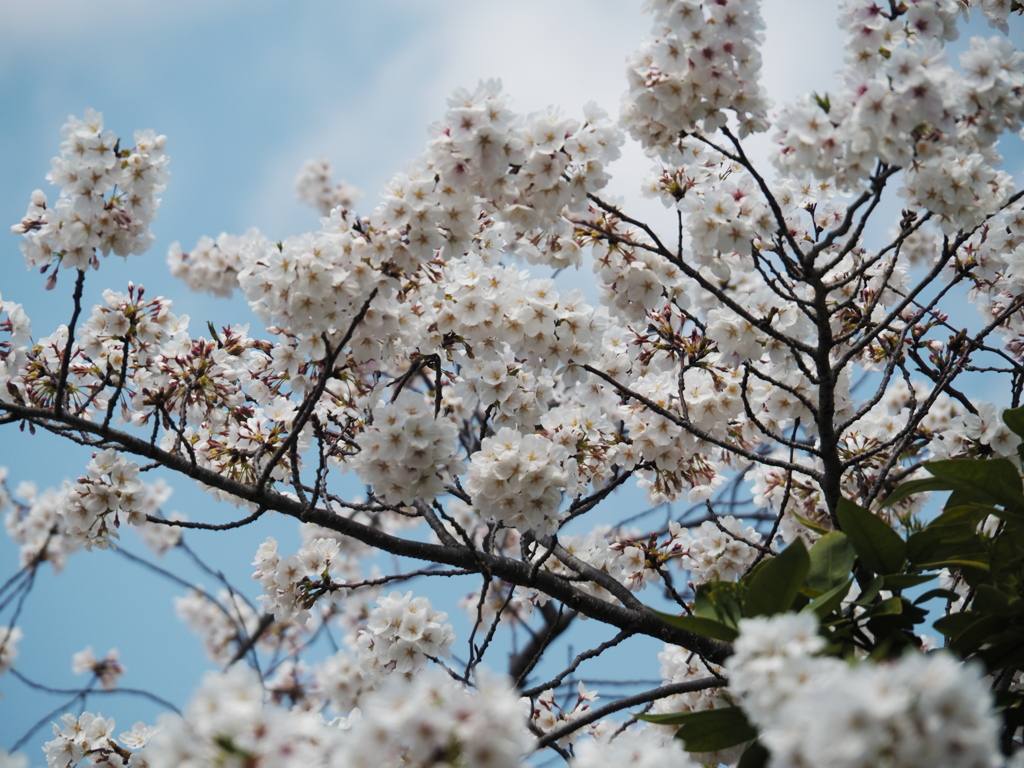 神田川沿いの桜